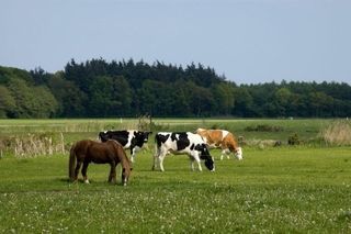 Foto van Boerderijcamping De Wezel