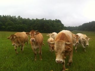 Foto van Camping Ferme équestre LeRupt