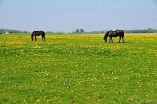 Foto van Boerencamping Old Huystra State