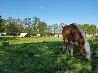 Foto van Minicamping de Stieltjeshoeve