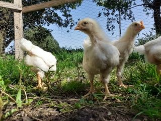 Foto van SVR Christelijke Camping De Solse Berg