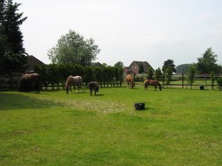 Foto van SVR Minicamping de eendenkooi