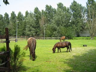 Foto van SVR Minicamping de eendenkooi