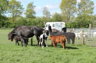 Foto van SVR Camping de Waterbuffelfarm