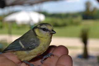 Foto van SVR Camping La Jonquille