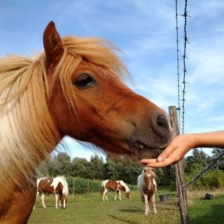 Foto van Boerderijcamping De Paardenwei