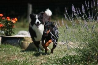 Foto van Hondencamping La Soupèze