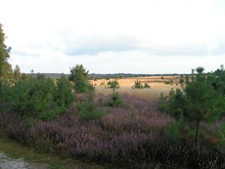 Foto van Camping Eelerberg